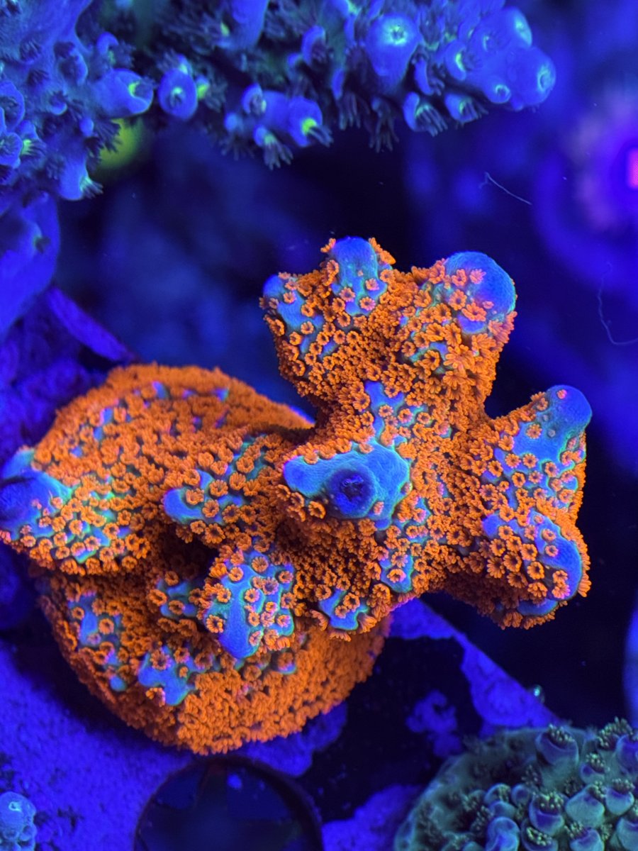 Tennessee - Live Goods - SOLD - UC Amazeball Goni, Glitter Boom, SBB ...
