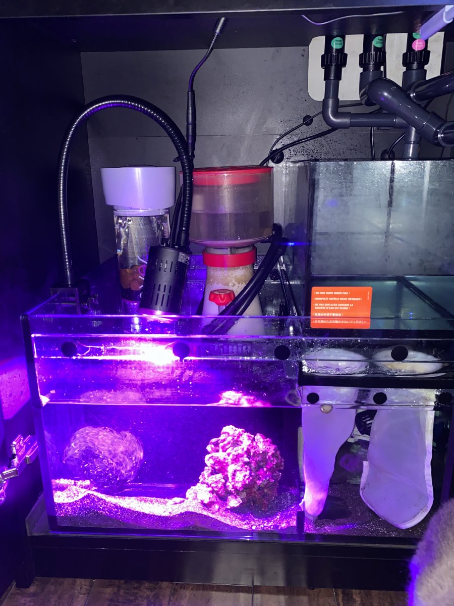 Uv sterilizer for freshwater aquarium clearance