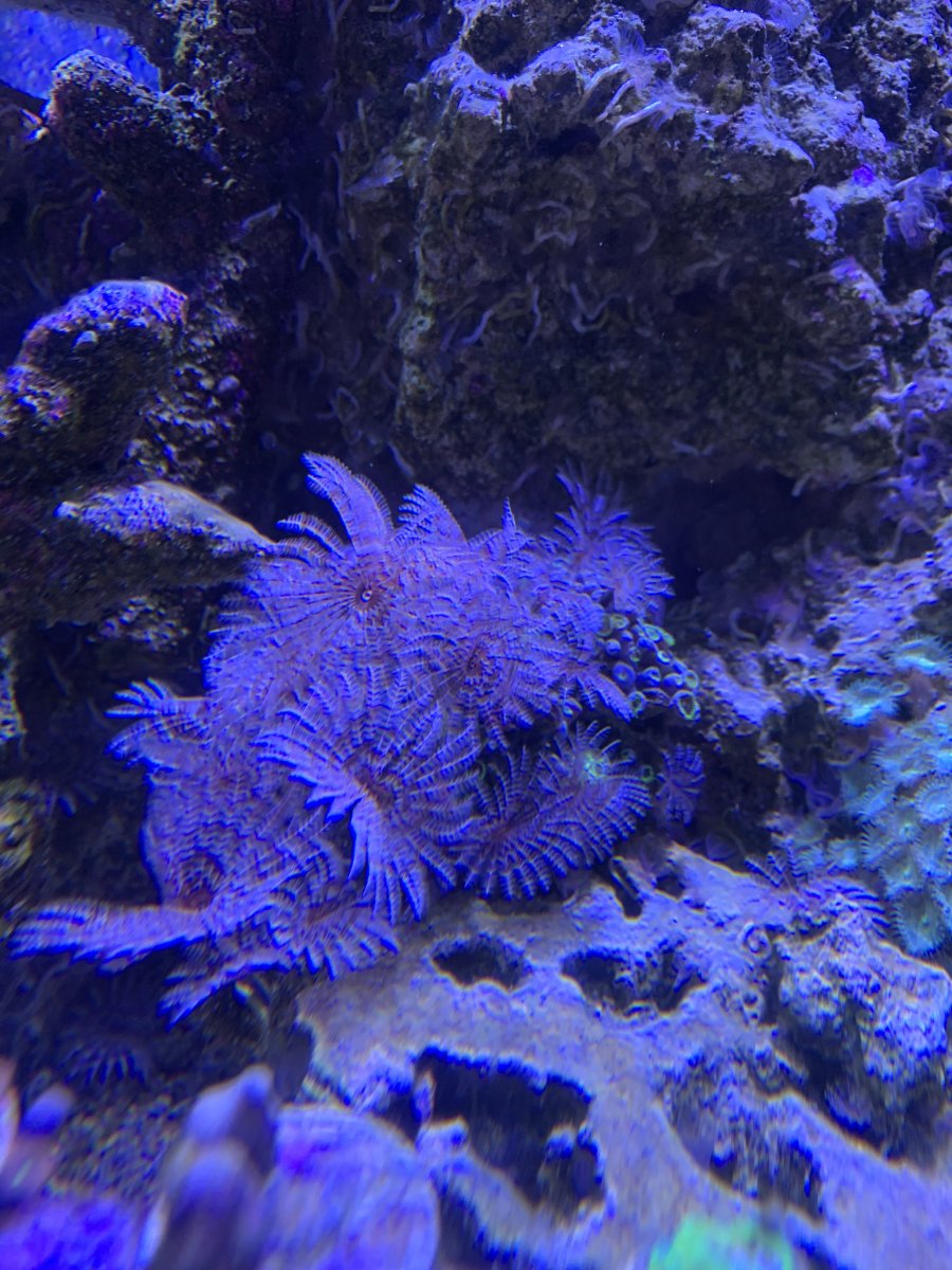 IMG_3772.jpeg