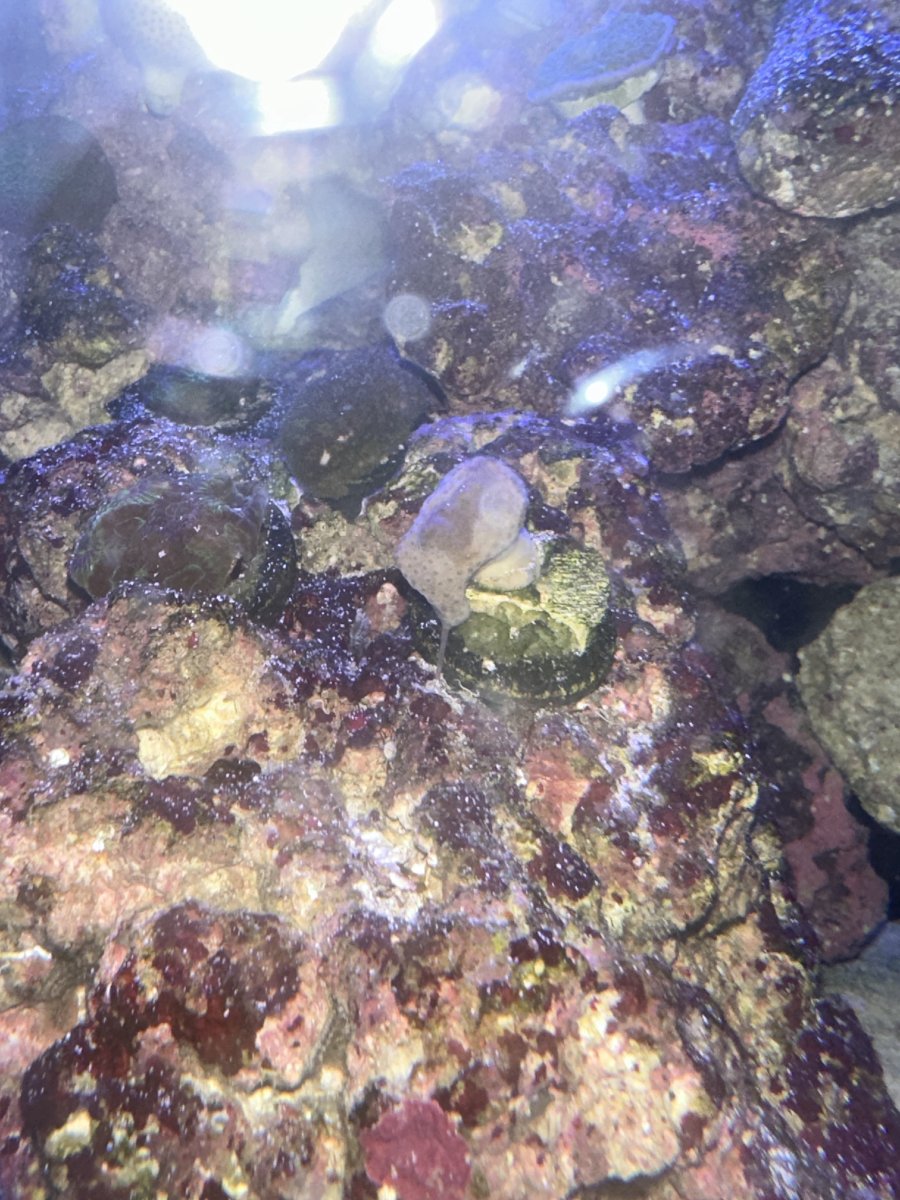 Toadstool help - is this a good sign or a bad sign | REEF2REEF ...
