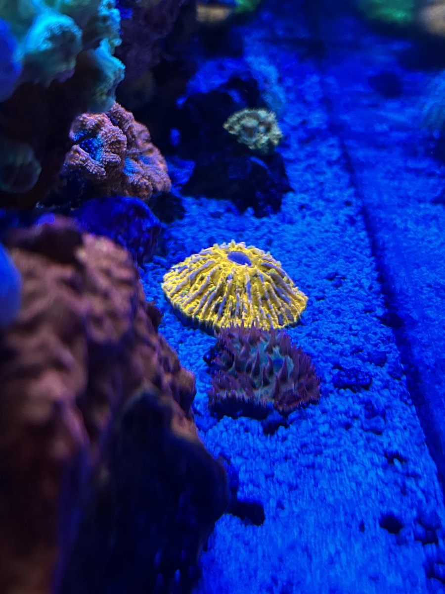 Kryptonite Diaseris Plate Coral - Sm Frag main image 1