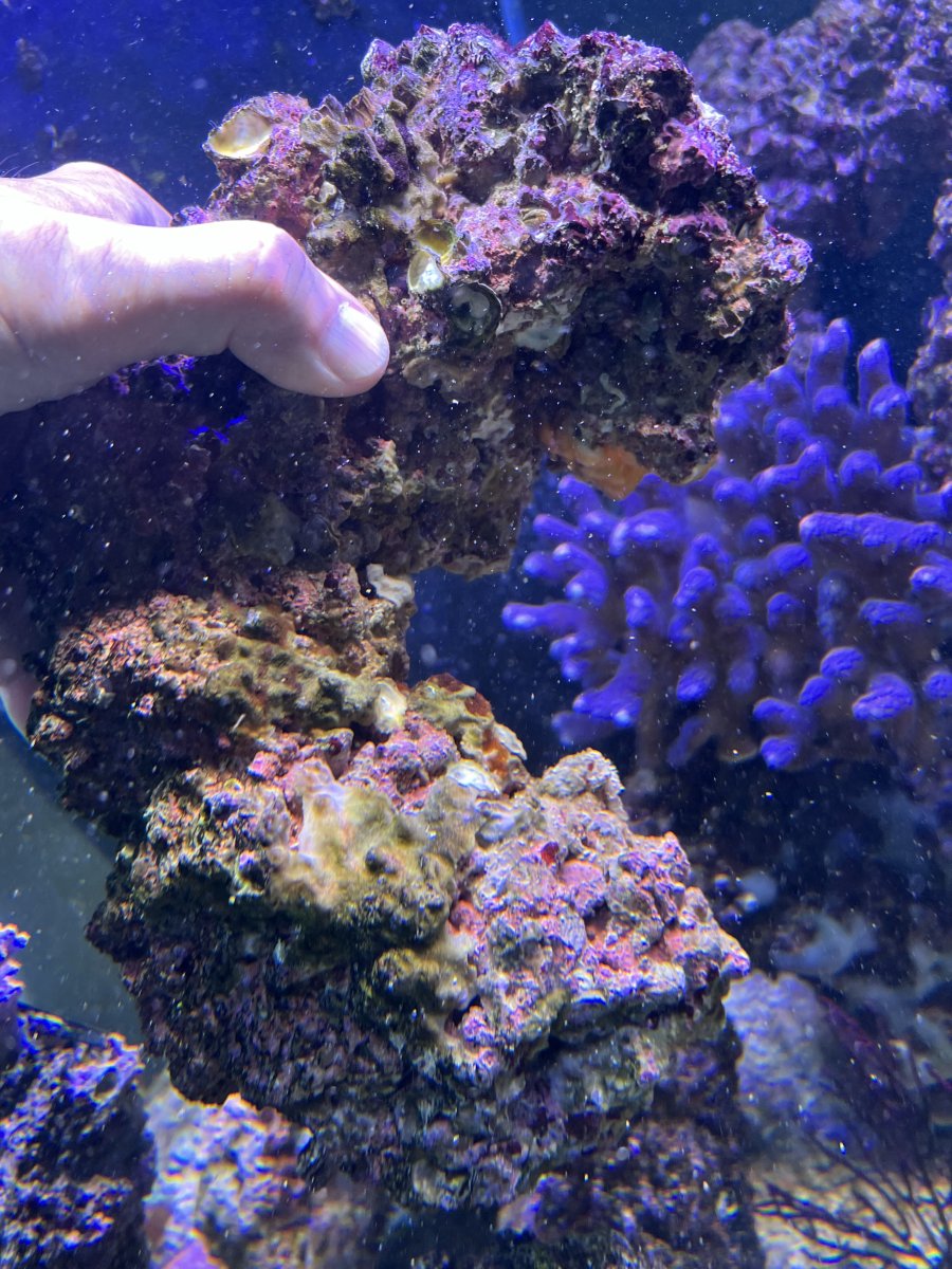 IMG_3800.jpeg