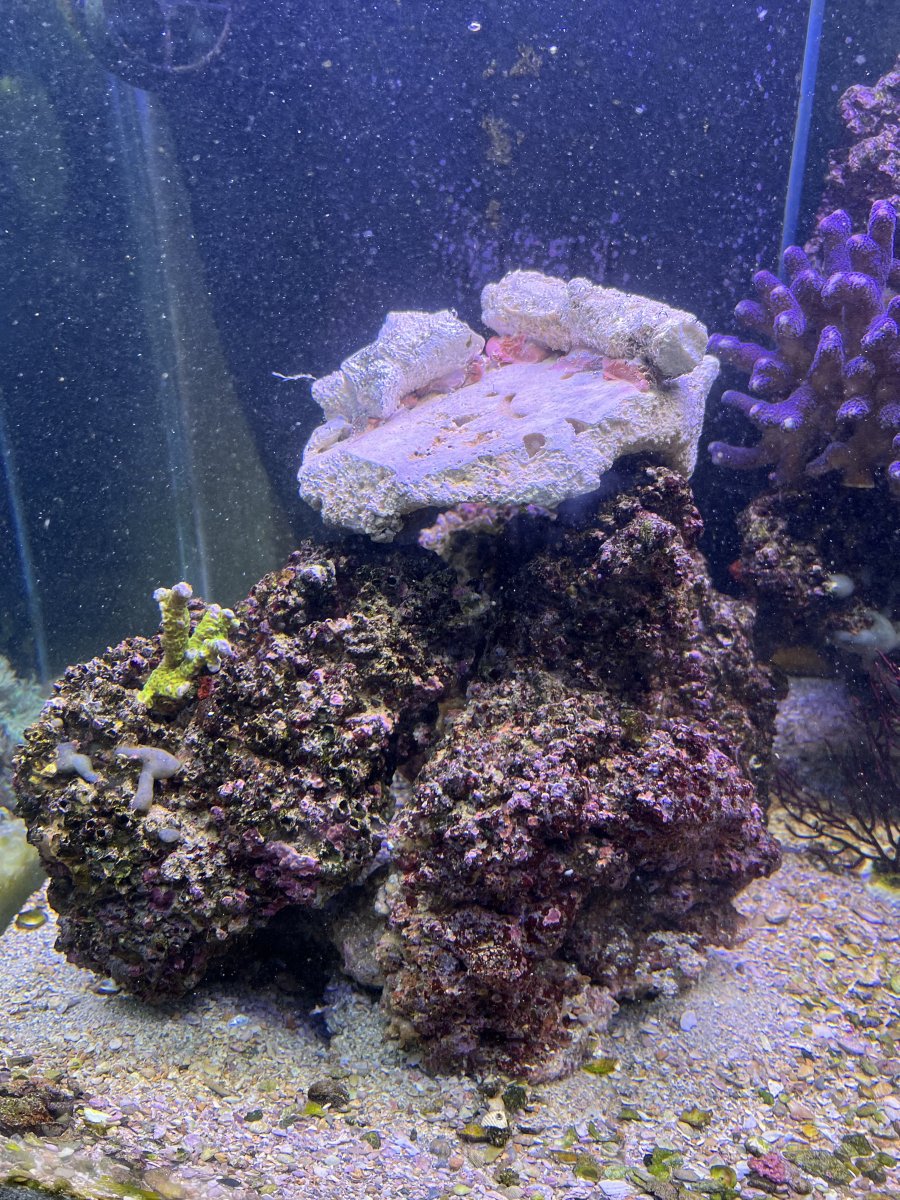 IMG_3802.jpeg