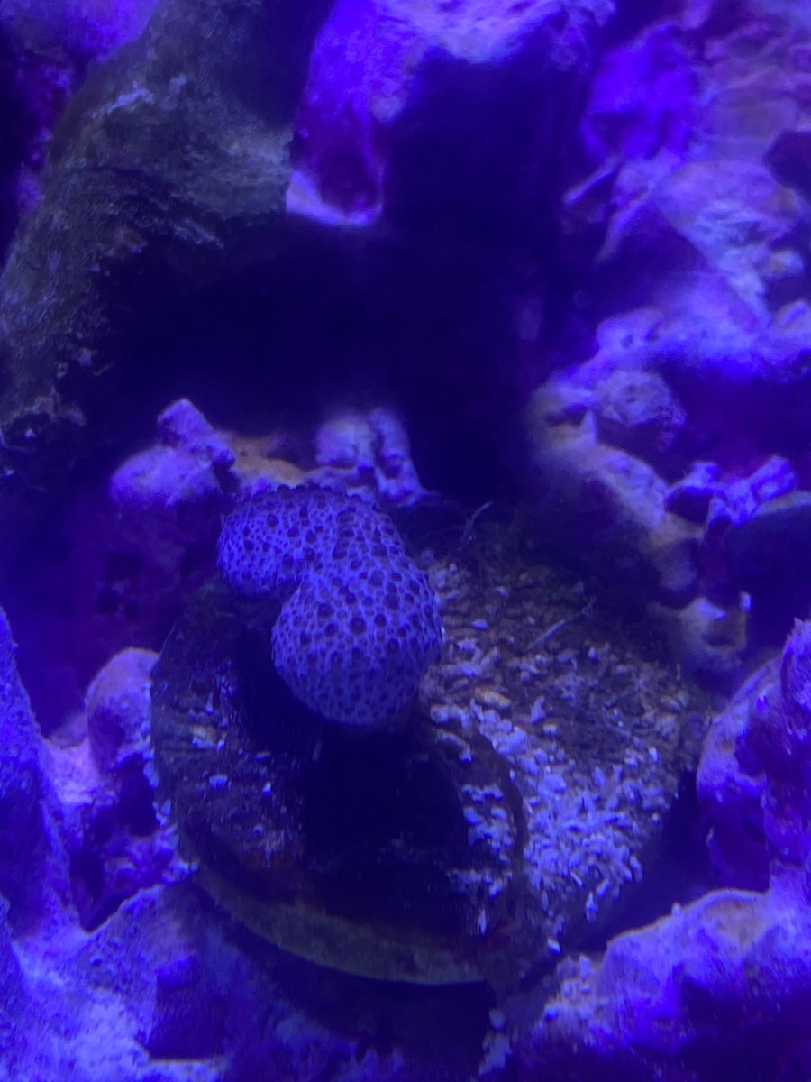 Toadstool looks wierd | Reef2Reef