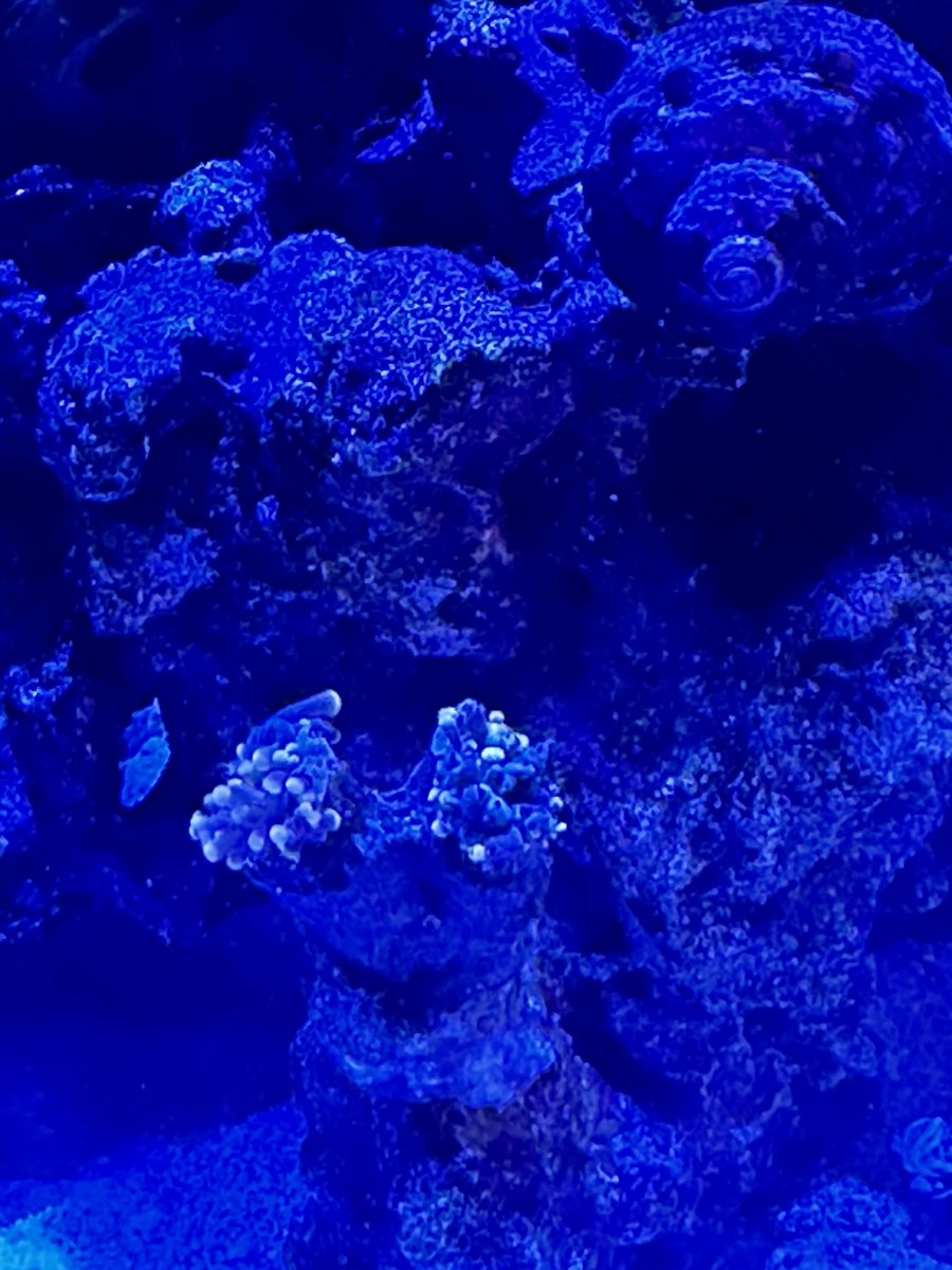 New torches dying | Page 2 | REEF2REEF Saltwater and Reef Aquarium Forum