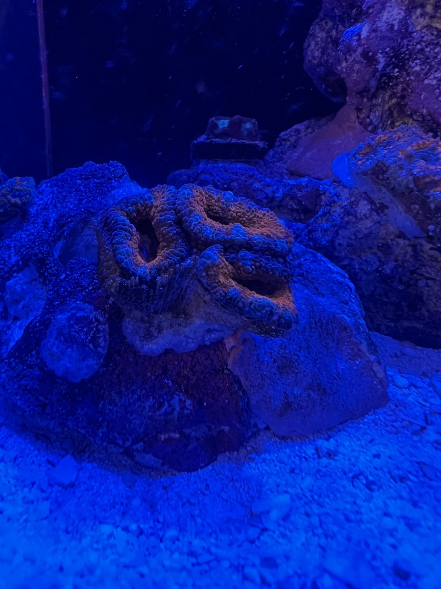 IMG_3850.jpeg