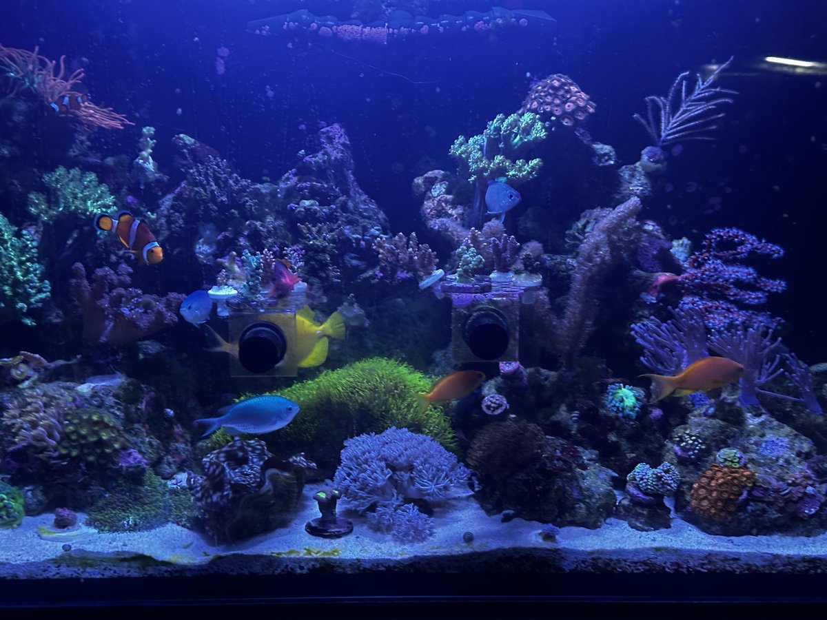 Cheato not lowering phosphate! | Reef2Reef