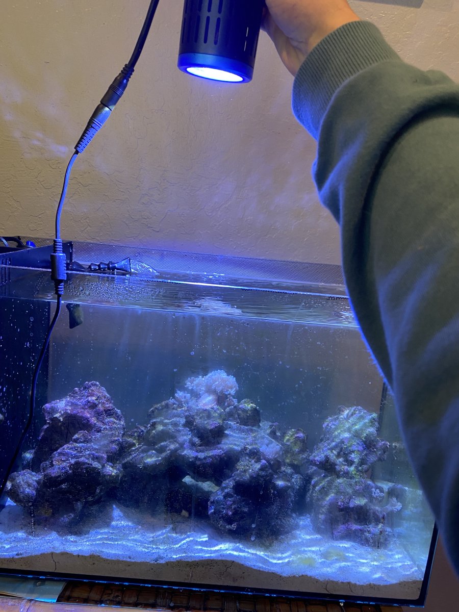 Kessil a160we tuna sales blue
