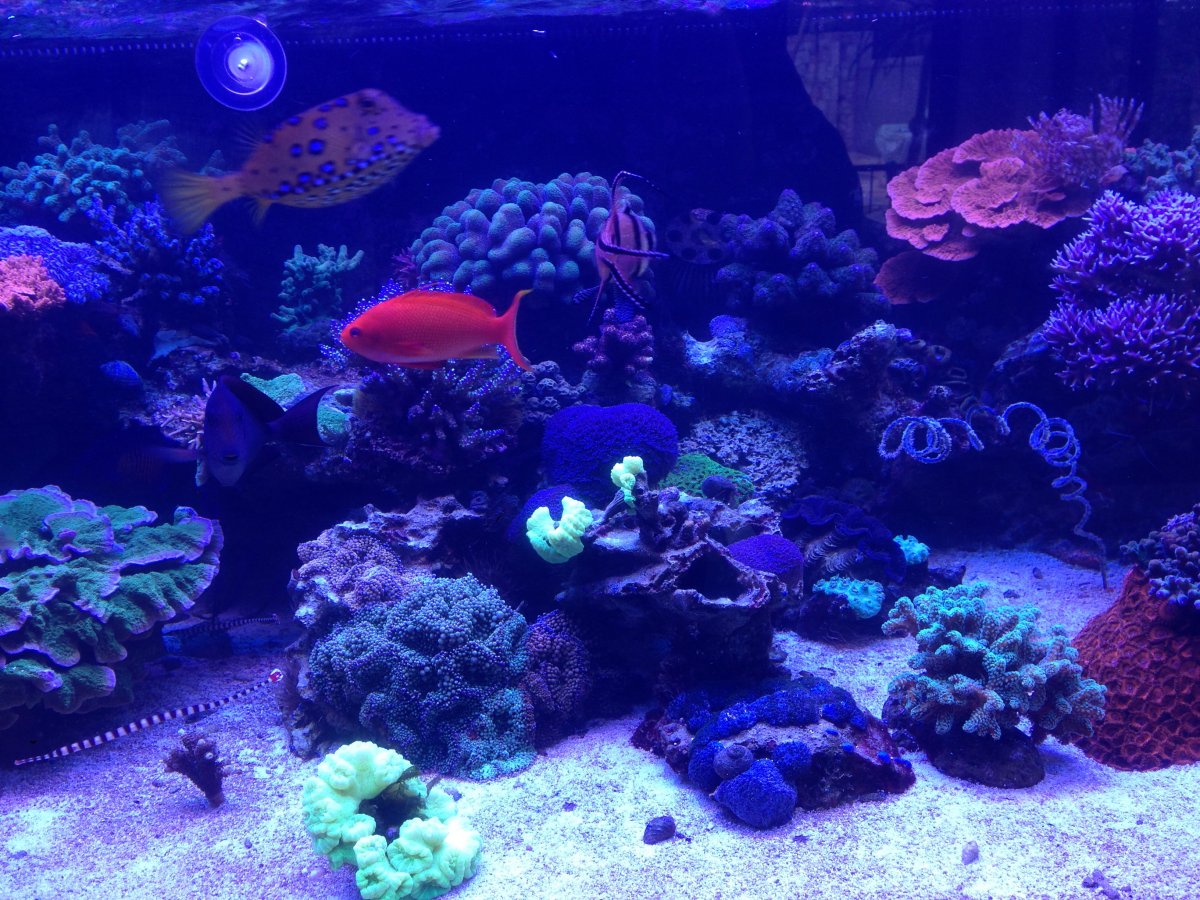 I'm bored, let's see your reefs. | Page 42 | REEF2REEF Saltwater and ...