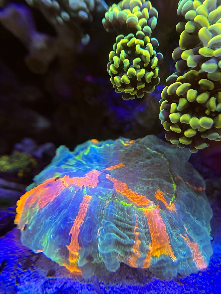 New Jersey - New York - Live Goods - Very Rare Master Meat Corals HIGH ...
