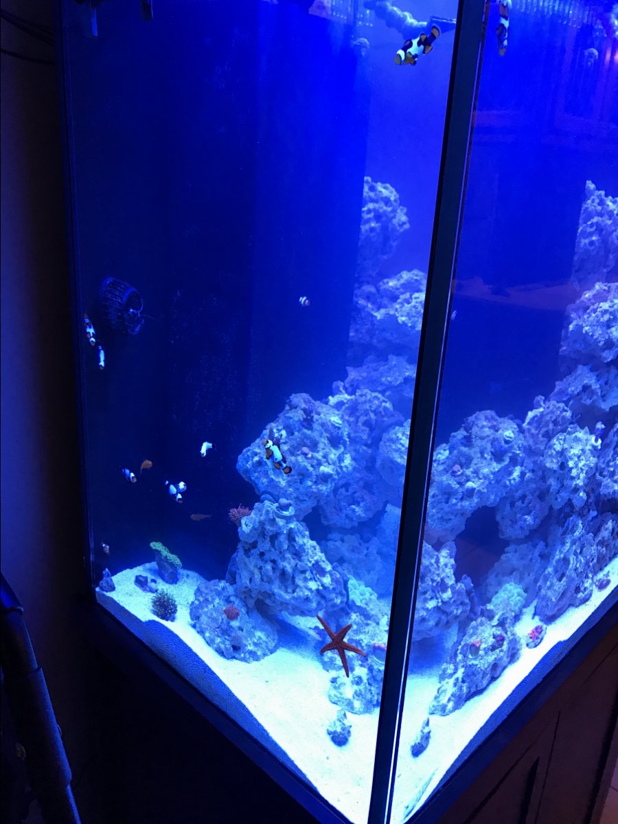 Build Thread - My 3ft tall tank!  REEF2REEF Saltwater and Reef