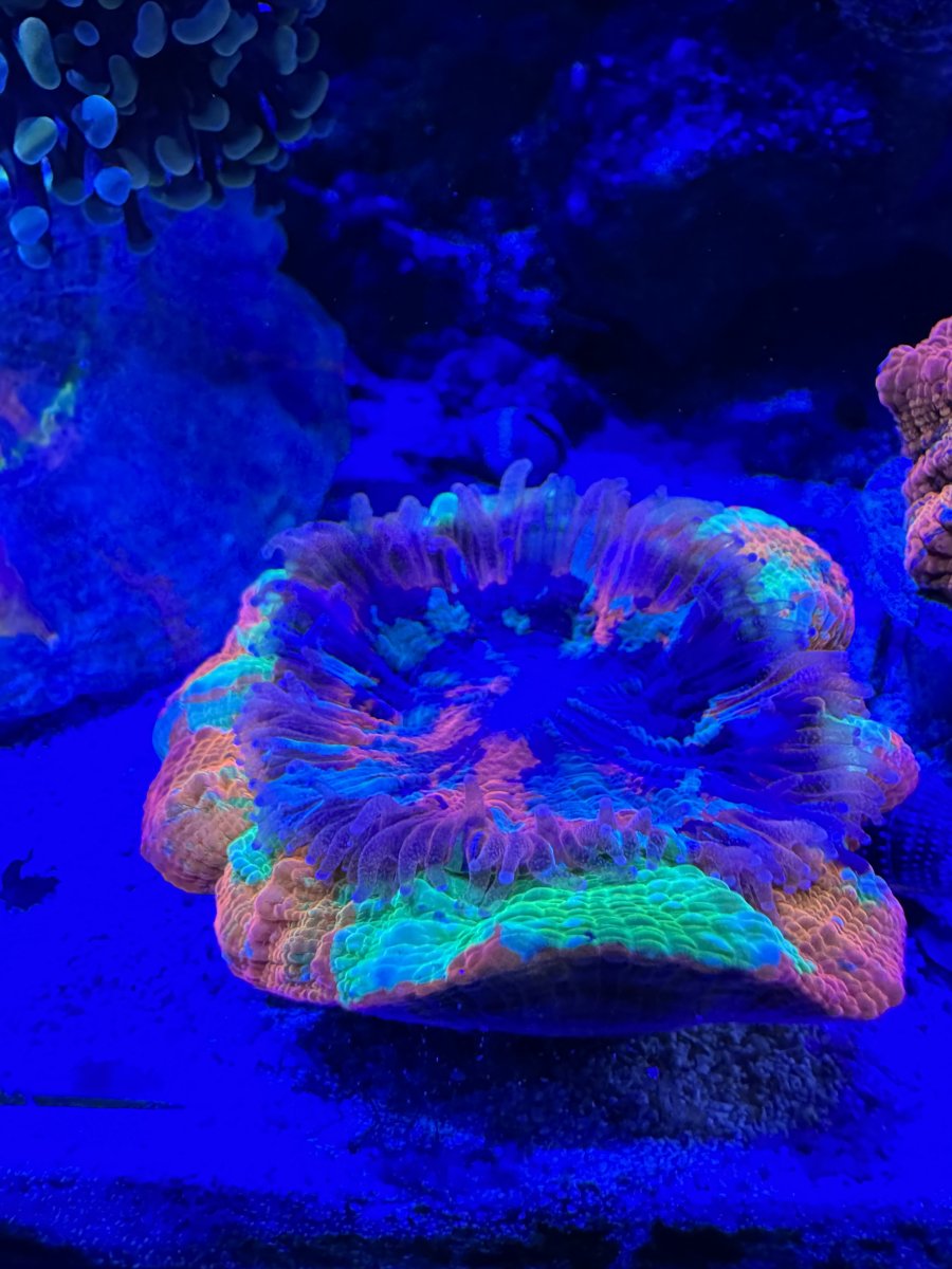 New Jersey - New York - Live Goods - Very Rare Master Meat Corals HIGH ...