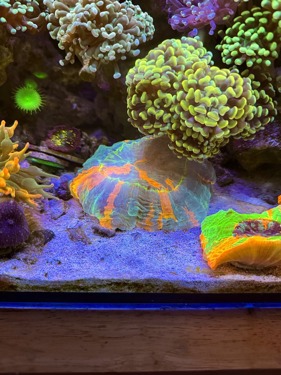 New Jersey - New York - Live Goods - Very Rare Master Meat Corals HIGH ...