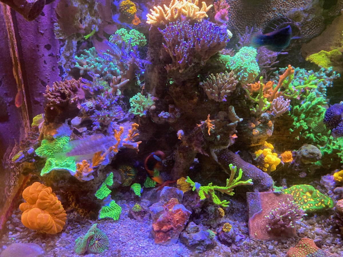 Build Thread - Mattdg's 120G SPS / Mixed Reef Build and Progress | Page ...