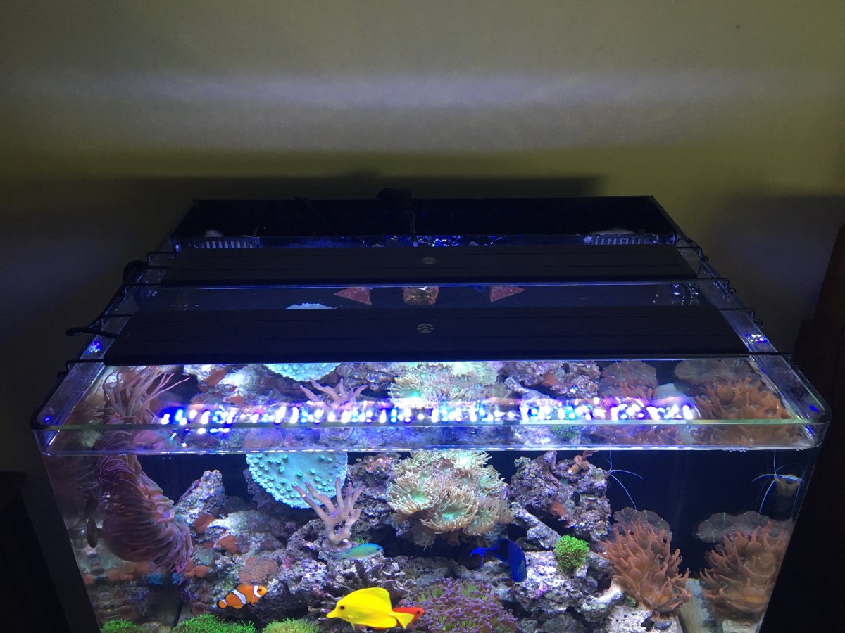 DIY Screen Canopy Help Needed! | Reef2Reef