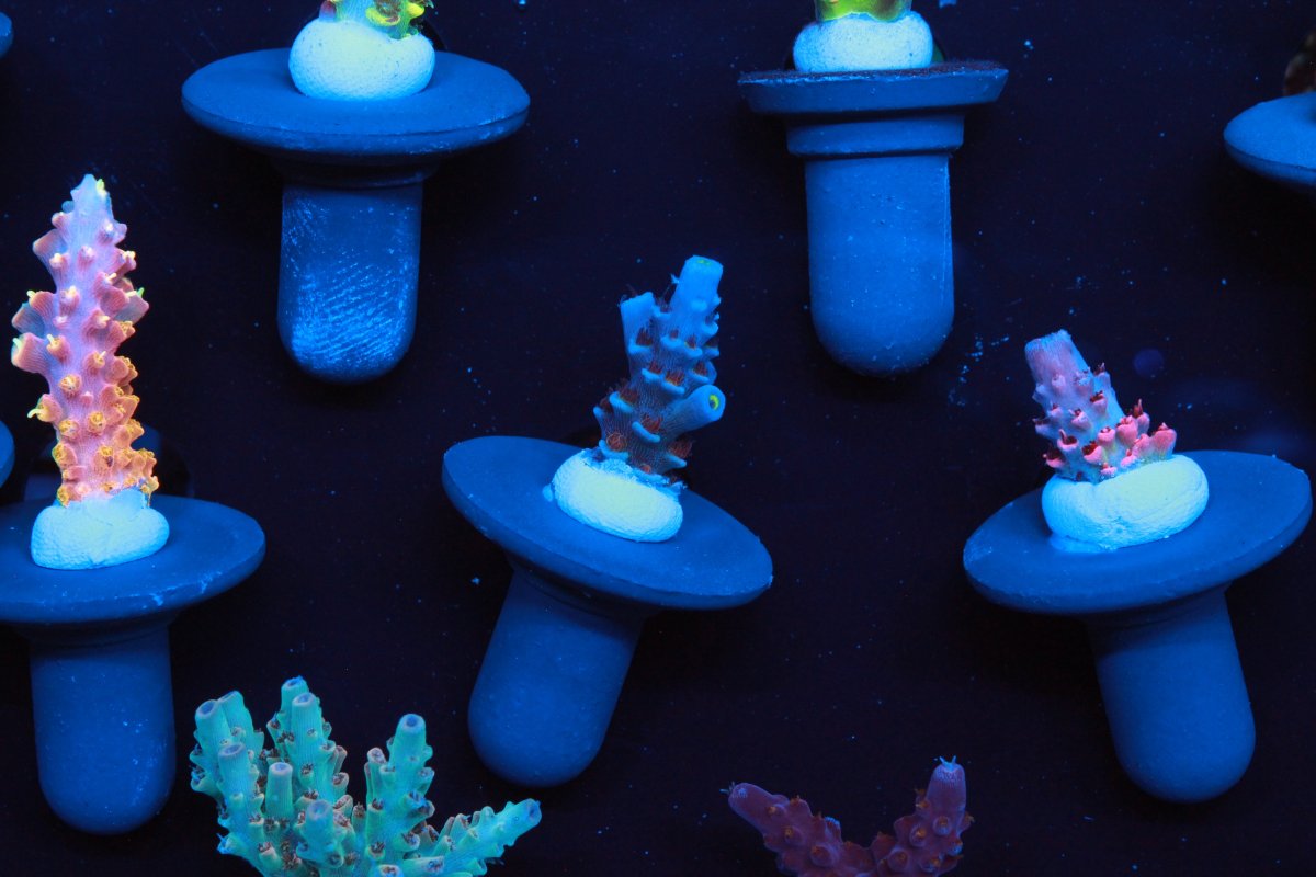 High End Acro Collectors pack including RR Rainbow Splice, RR Jaw ...