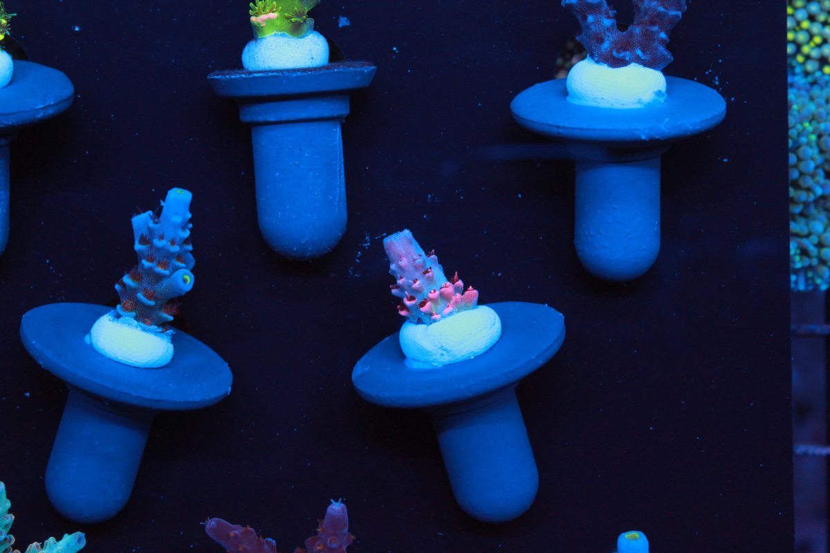 High End Acro Collectors pack including RR Rainbow Splice, RR Jaw ...