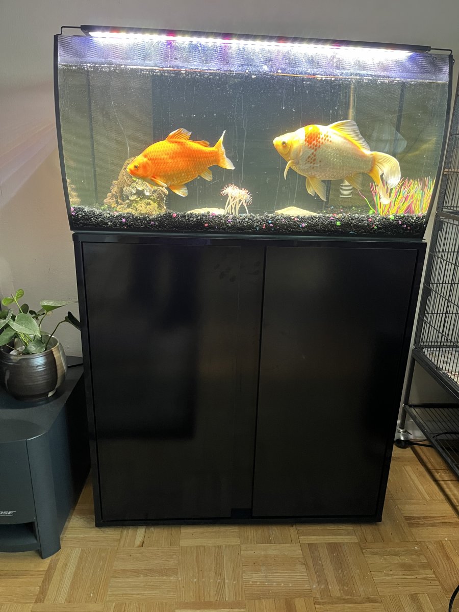 Sell fish tank cheap