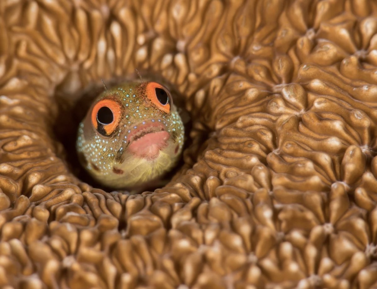 Blennies are the cutest fish. Change my mind. | Page 2 | Reef2Reef