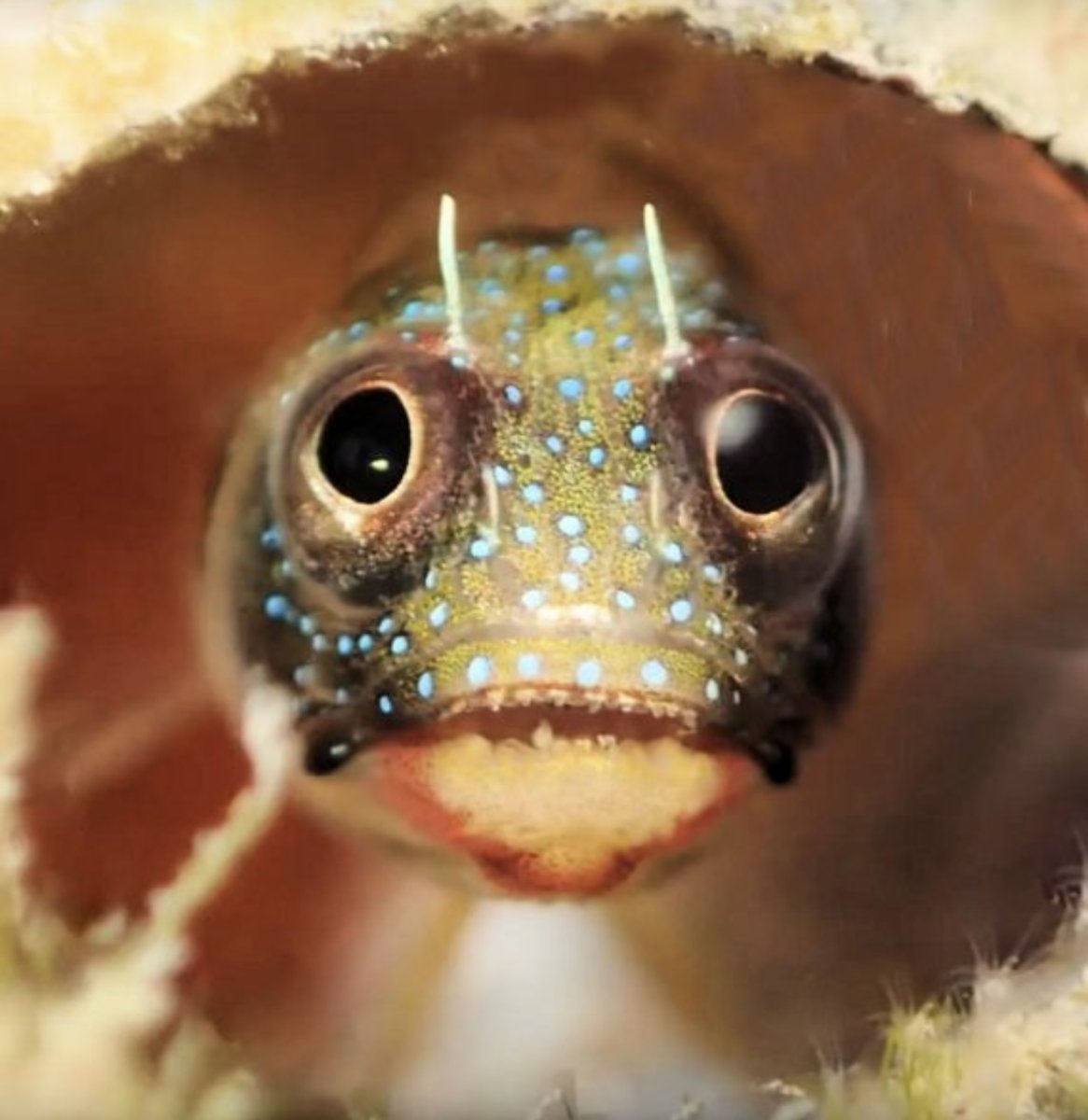 Blennies are the cutest fish. Change my mind. | Reef2Reef
