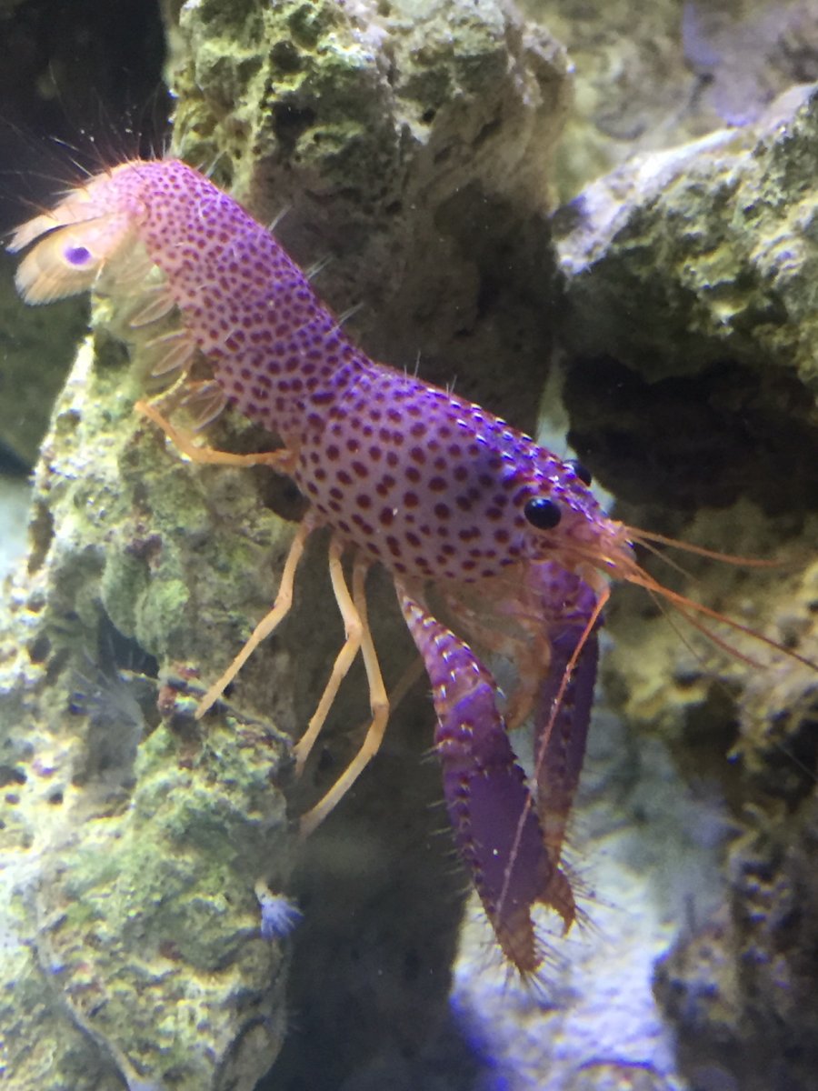 baum lobster beware!!!  REEF2REEF Saltwater and Reef Aquarium Forum