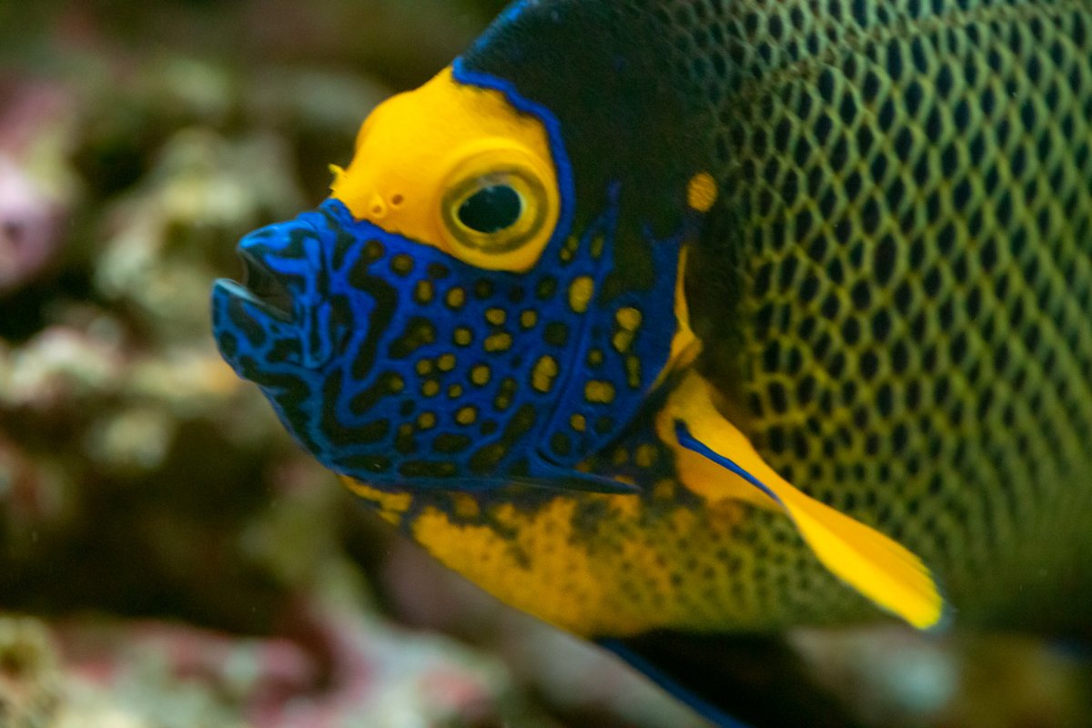 Large Build - Red Sea Reefer 3XL 900 FOWLR Dream Build - Lots of pics ...
