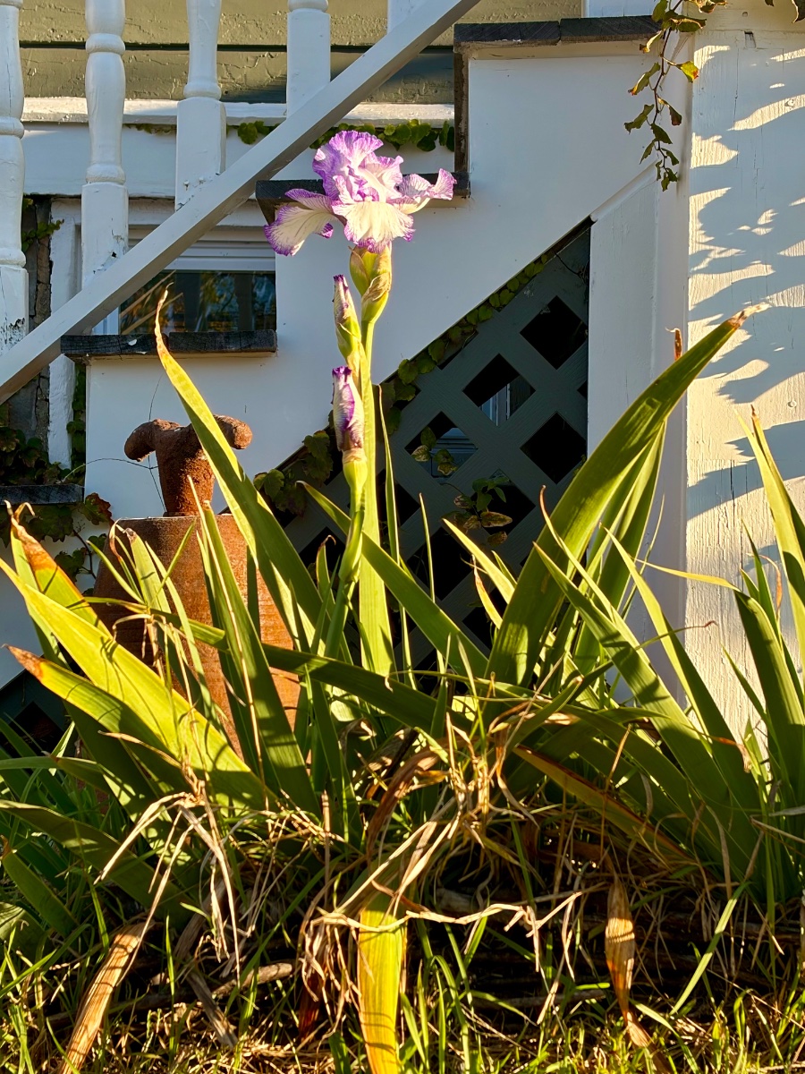 IMG_4077.jpeg