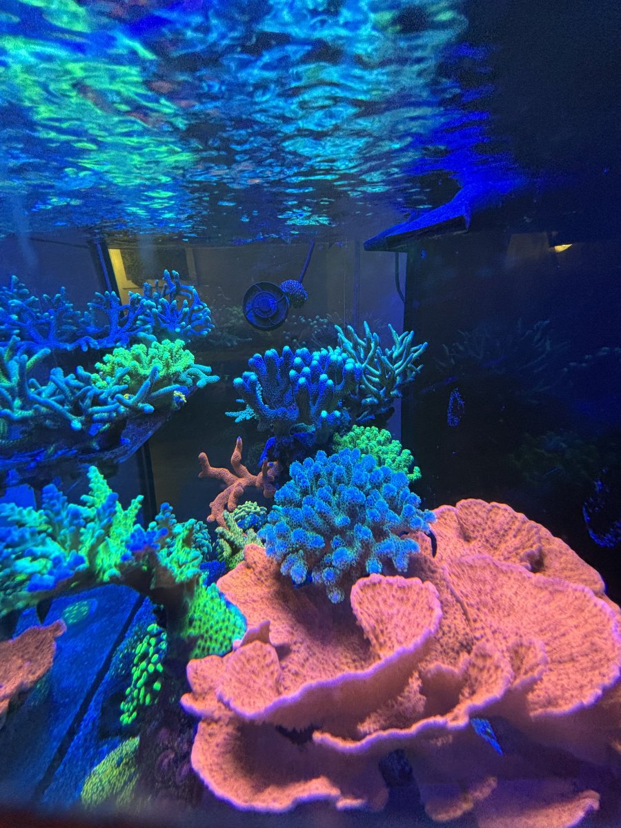 IMG_4083.jpeg