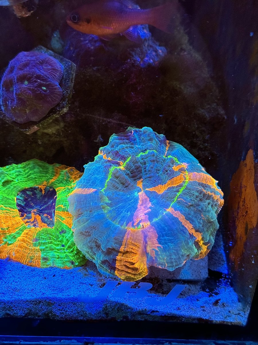 New Jersey - New York - Live Goods - Very Rare Master Meat Corals HIGH ...