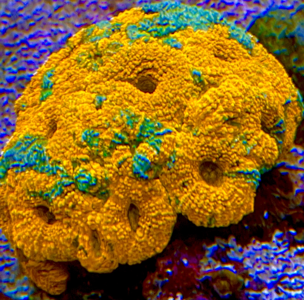 IMG_4117.jpeg