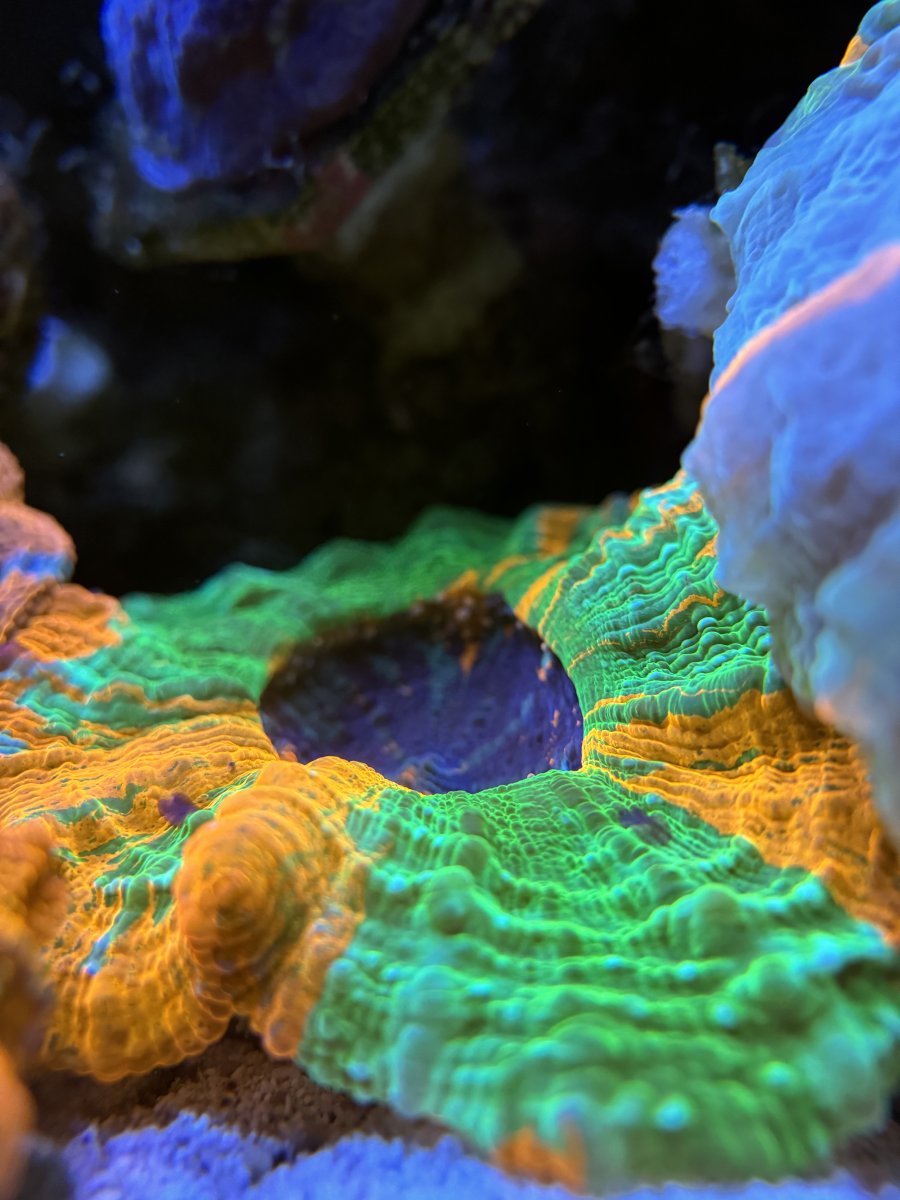 New Jersey - New York - Live Goods - Very Rare Master Meat Corals HIGH ...