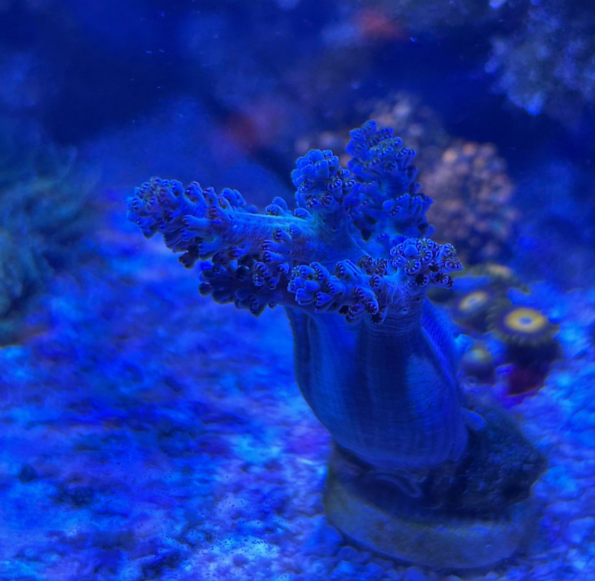 Has anyone ever seen a blue / green neptheidae with gold polyps ...