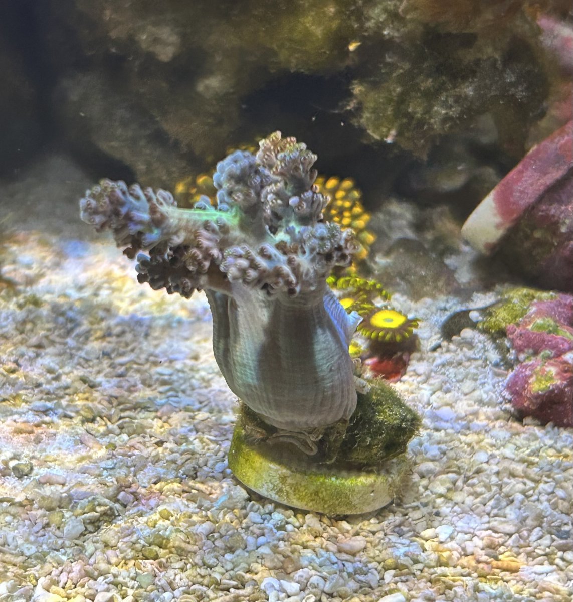 Has anyone ever seen a blue / green neptheidae with gold polyps ...