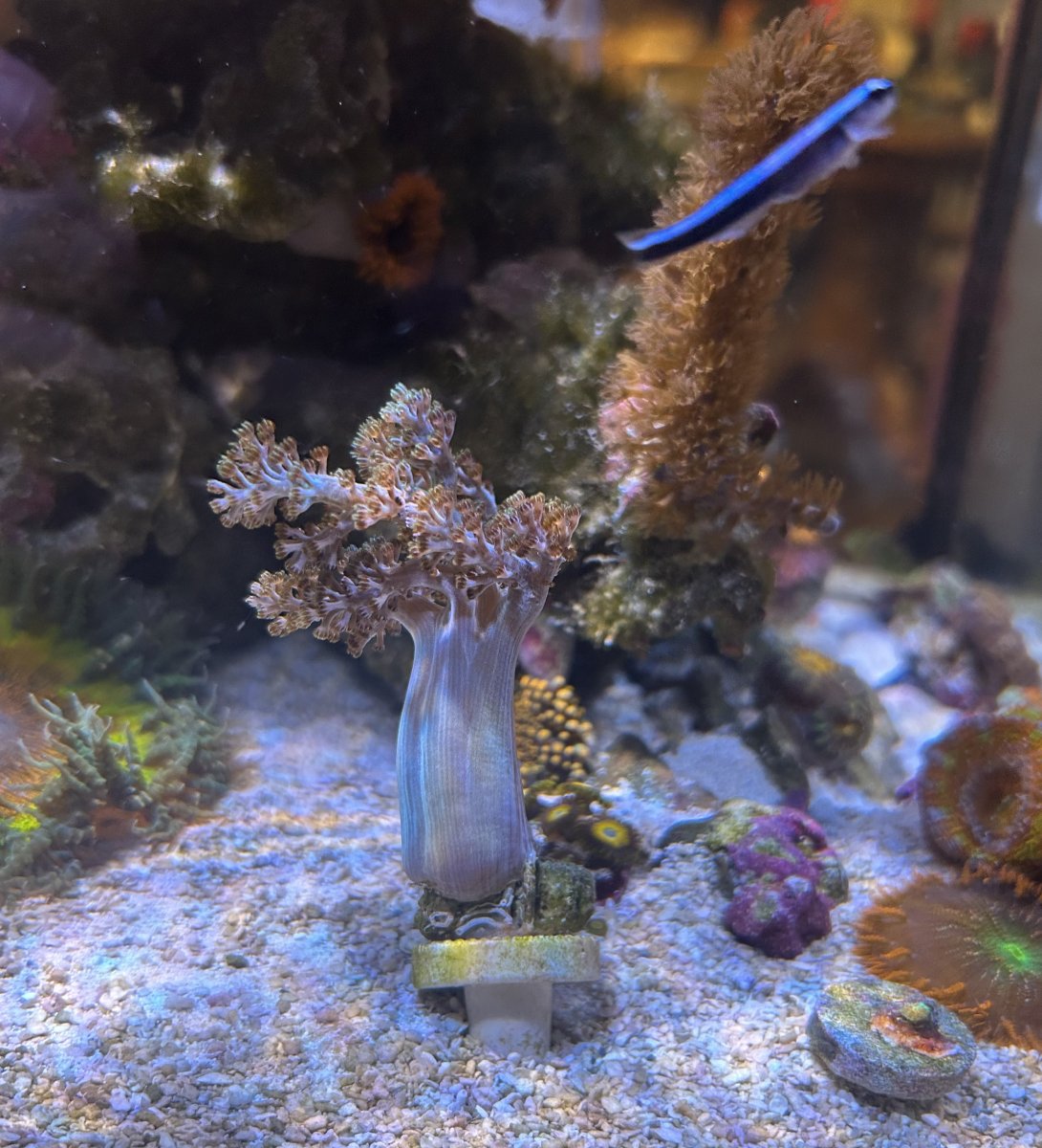 Has anyone ever seen a blue / green neptheidae with gold polyps ...