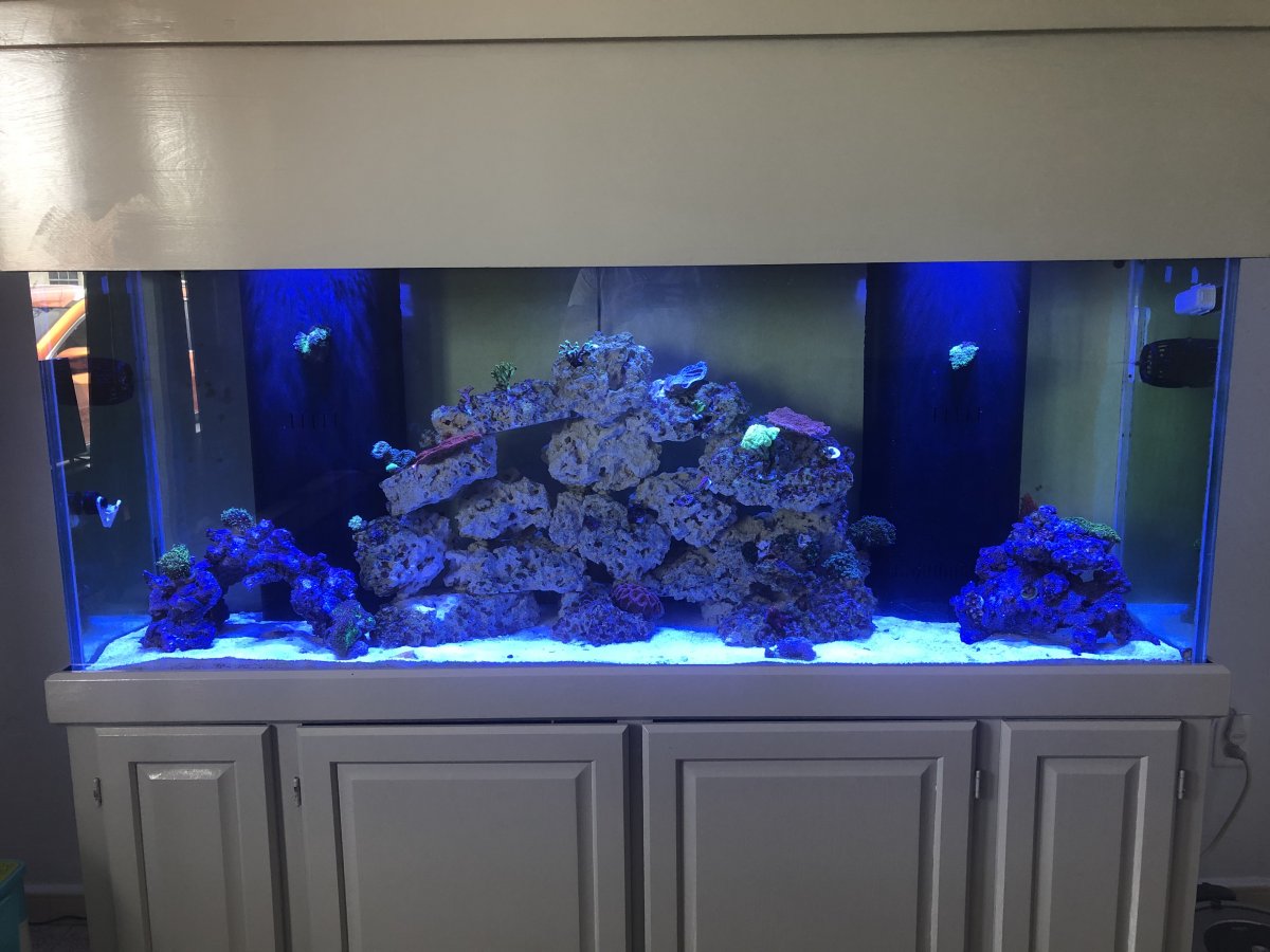 160 gallon best sale aquarium