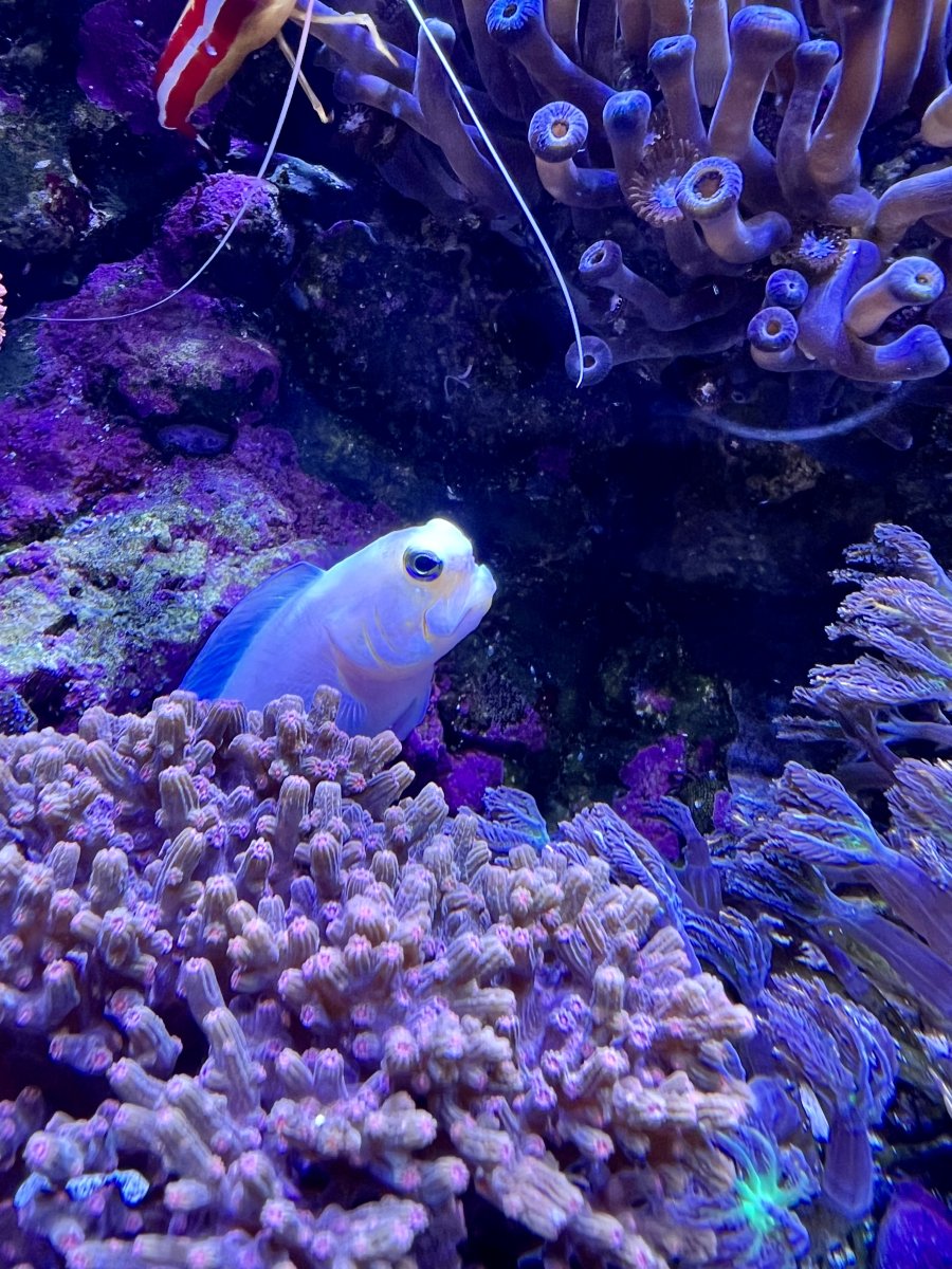 Do you have anything in your tank considered 