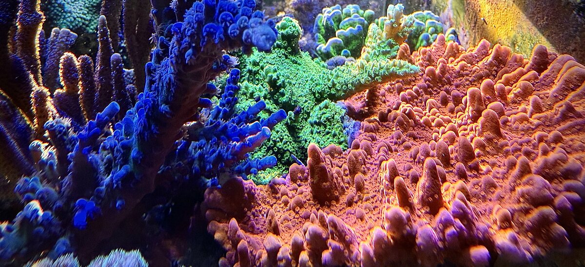 People who avoid water changes can only ever have suboptimal results ...
