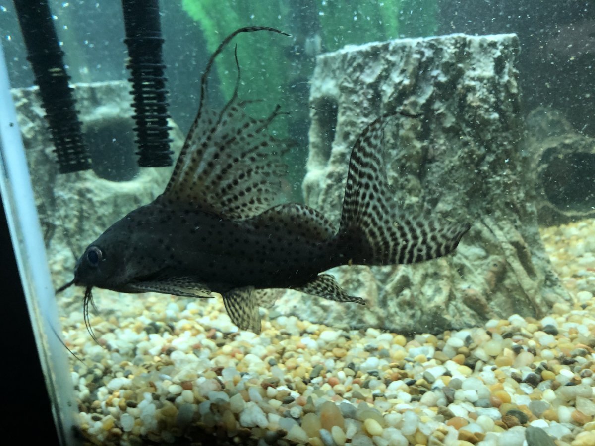 IMG_4158.jpeg