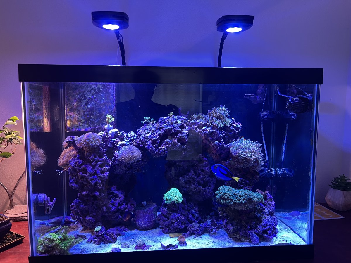 Ai prime 16 HD or hydra 32 HD | Reef2Reef