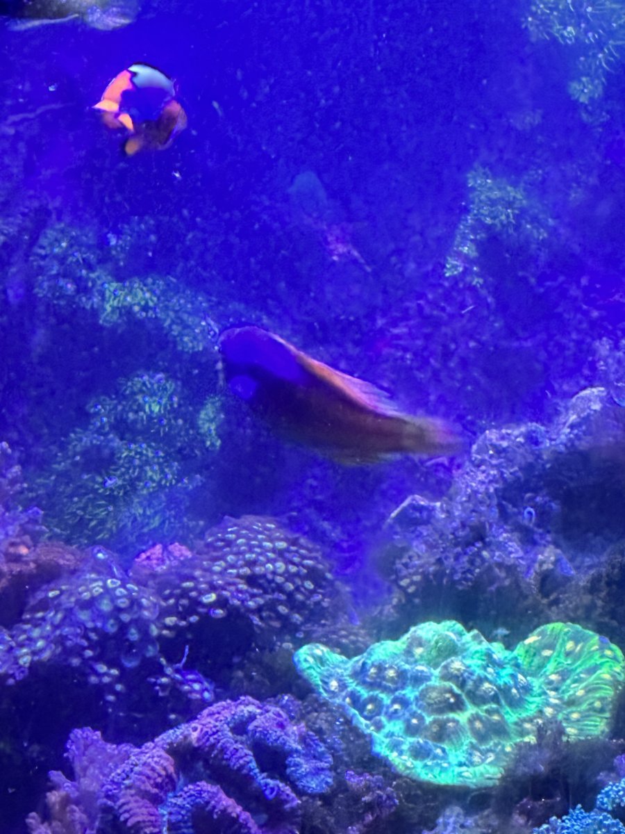 Florida - Fish for sale in Tampa fl | REEF2REEF Saltwater and Reef ...