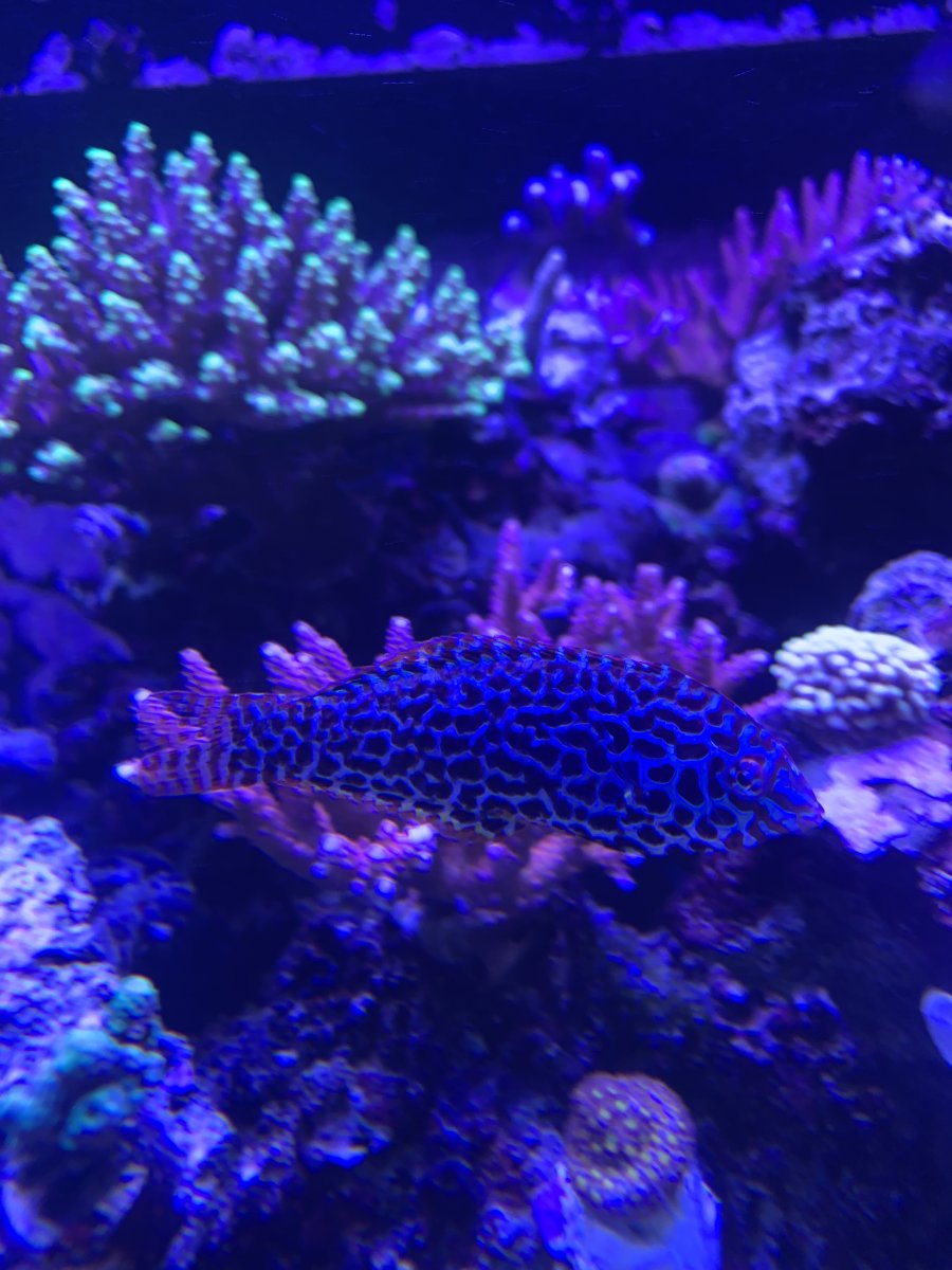 IMG_4172.jpeg