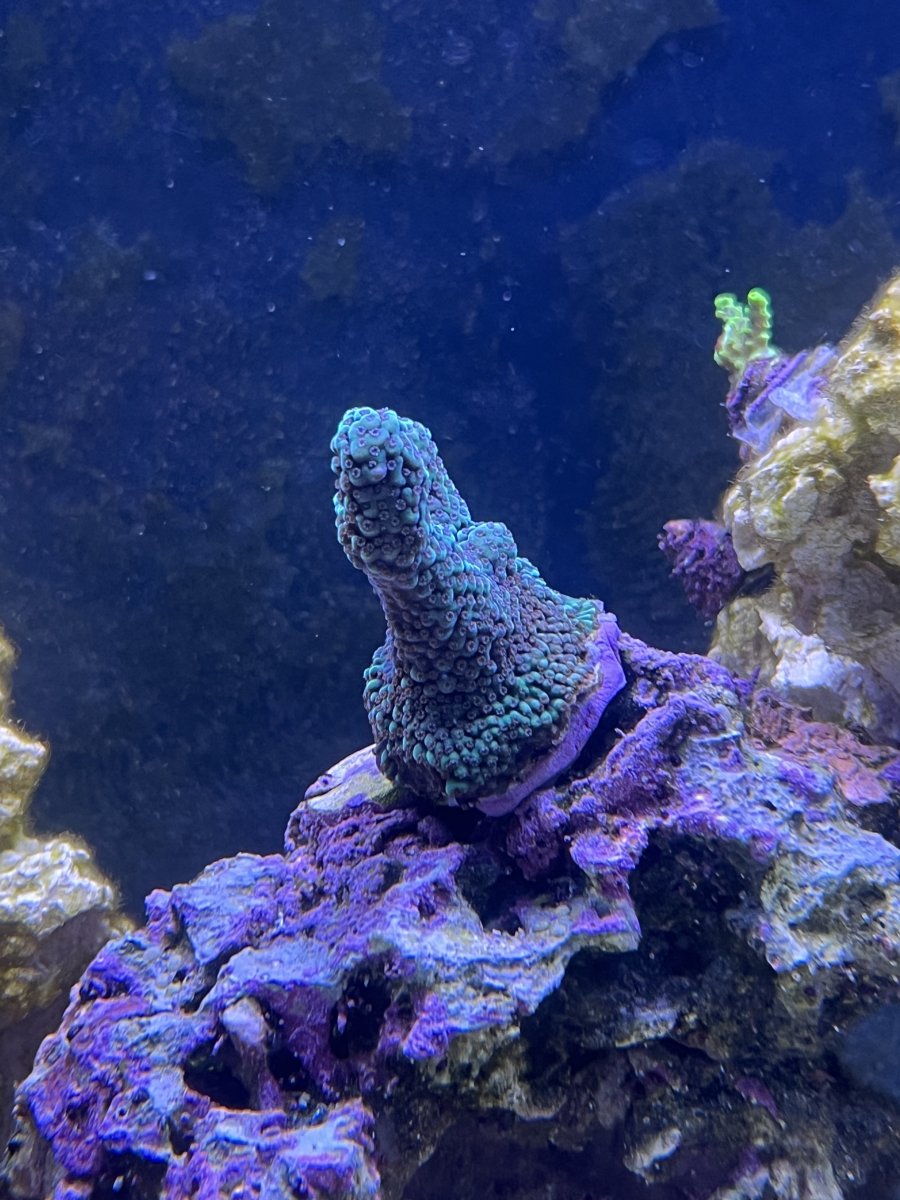 IMG_4195.jpeg