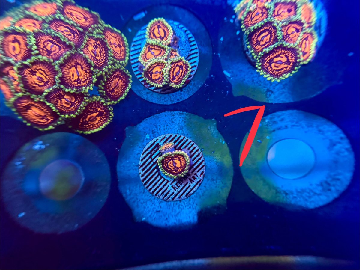 IMG_4198.jpeg