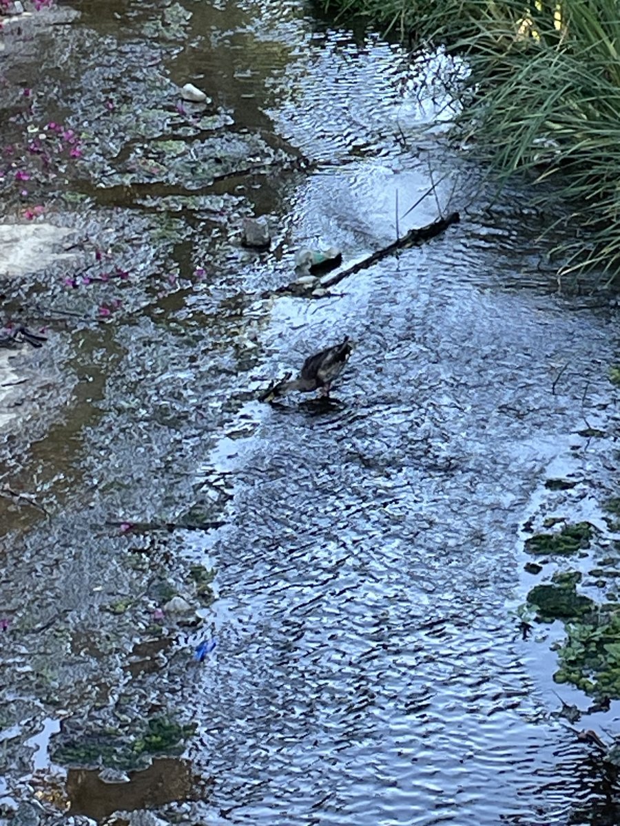IMG_4207.jpeg