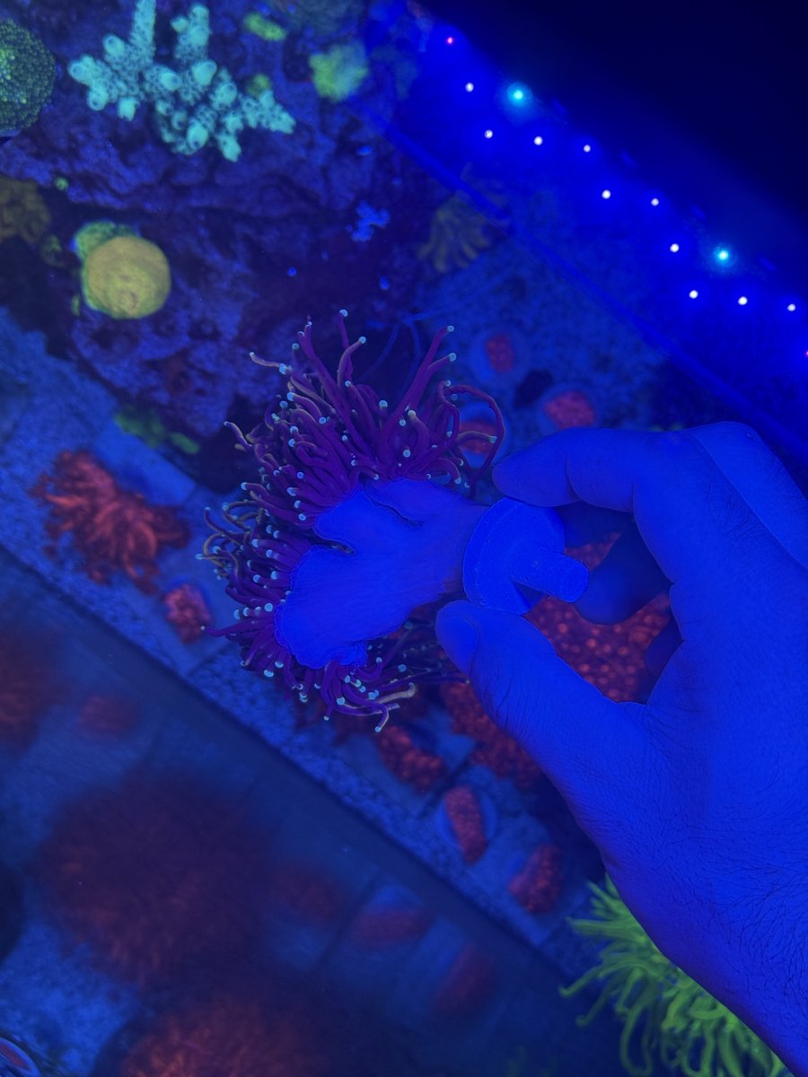 IMG_4223.jpeg