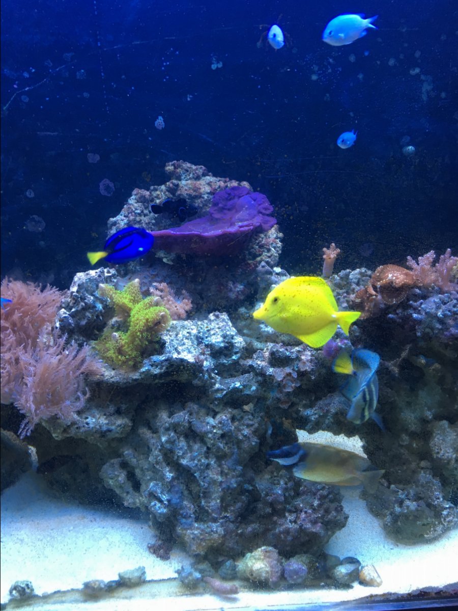 Can I keep them? Tang police | Page 2 | Reef2Reef