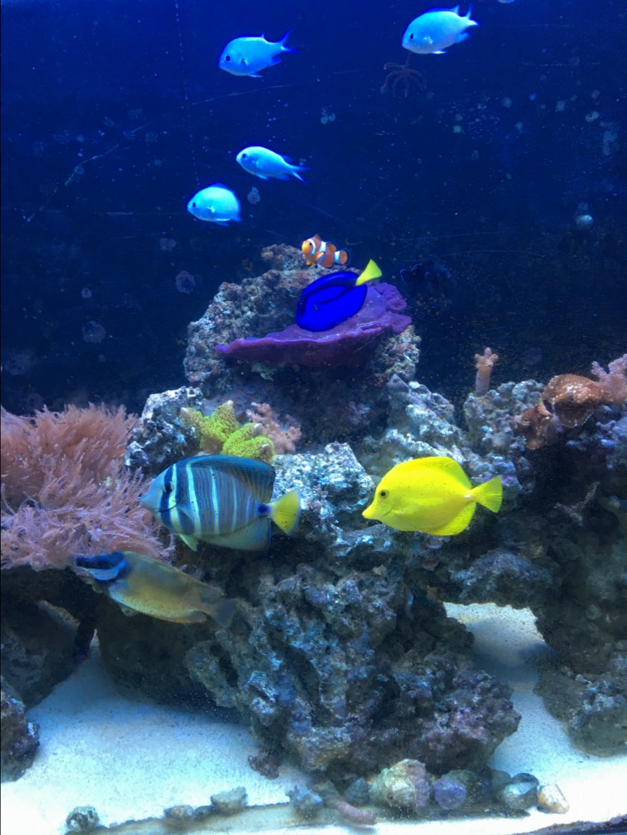 Can I keep them? Tang police | Page 2 | Reef2Reef