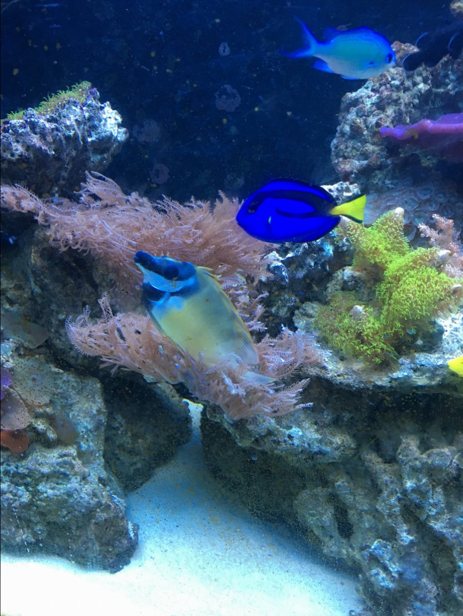 Can I keep them? Tang police | Page 2 | Reef2Reef