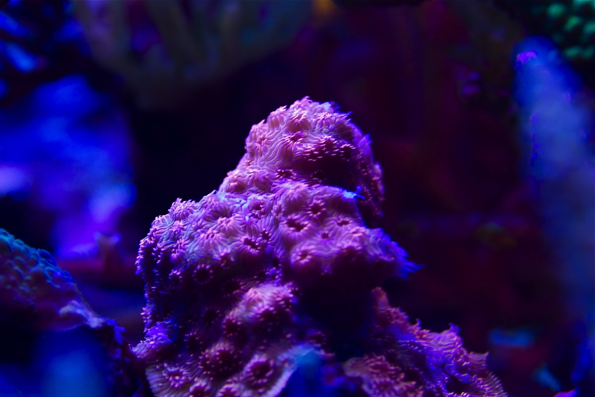 IMG_4258.jpg