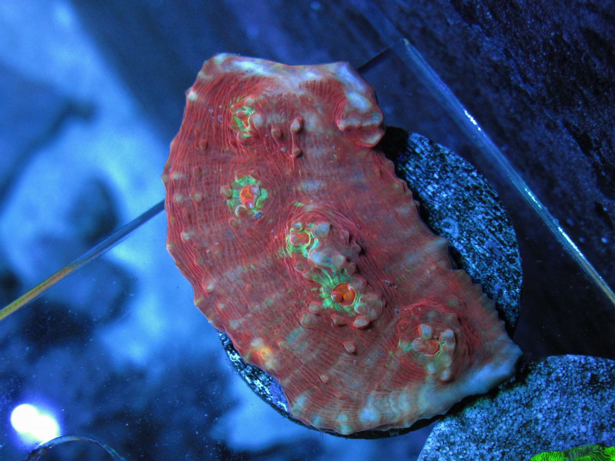 IMG_4276.JPG
